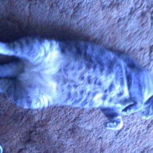 Meet your Posher, Tommy